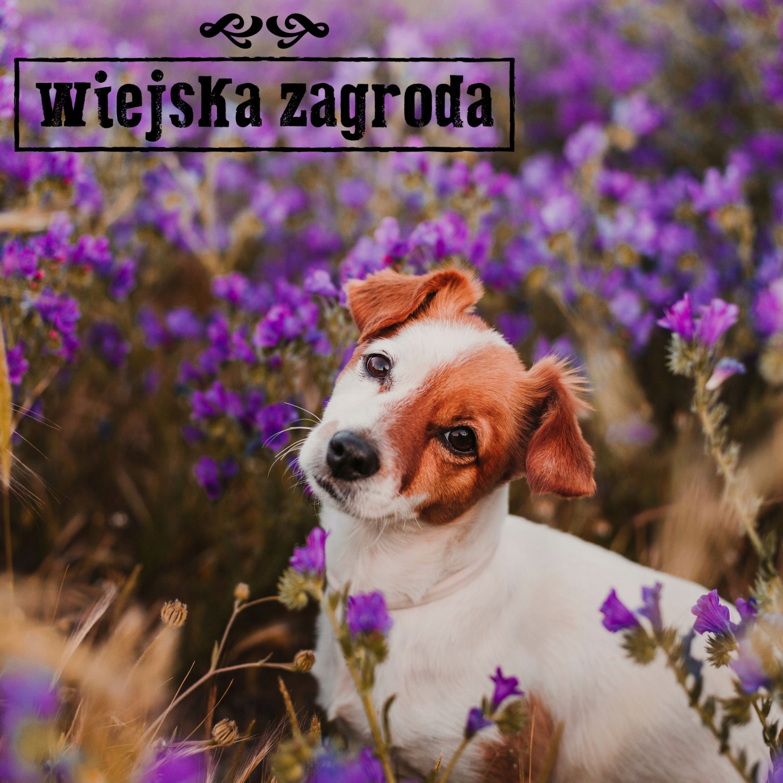 Sucha karma dla kota Kurczak z przepiórką Sterilized Wiejska Zagroda 3 kg