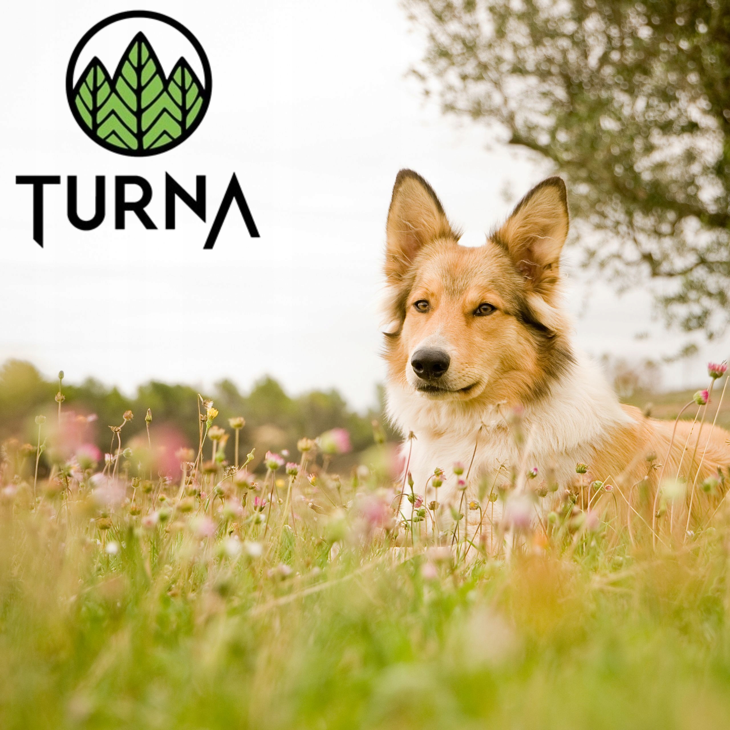 Mokra karma dla psa jagnięcina TURNA 700g alergia psów naturalny skład karm