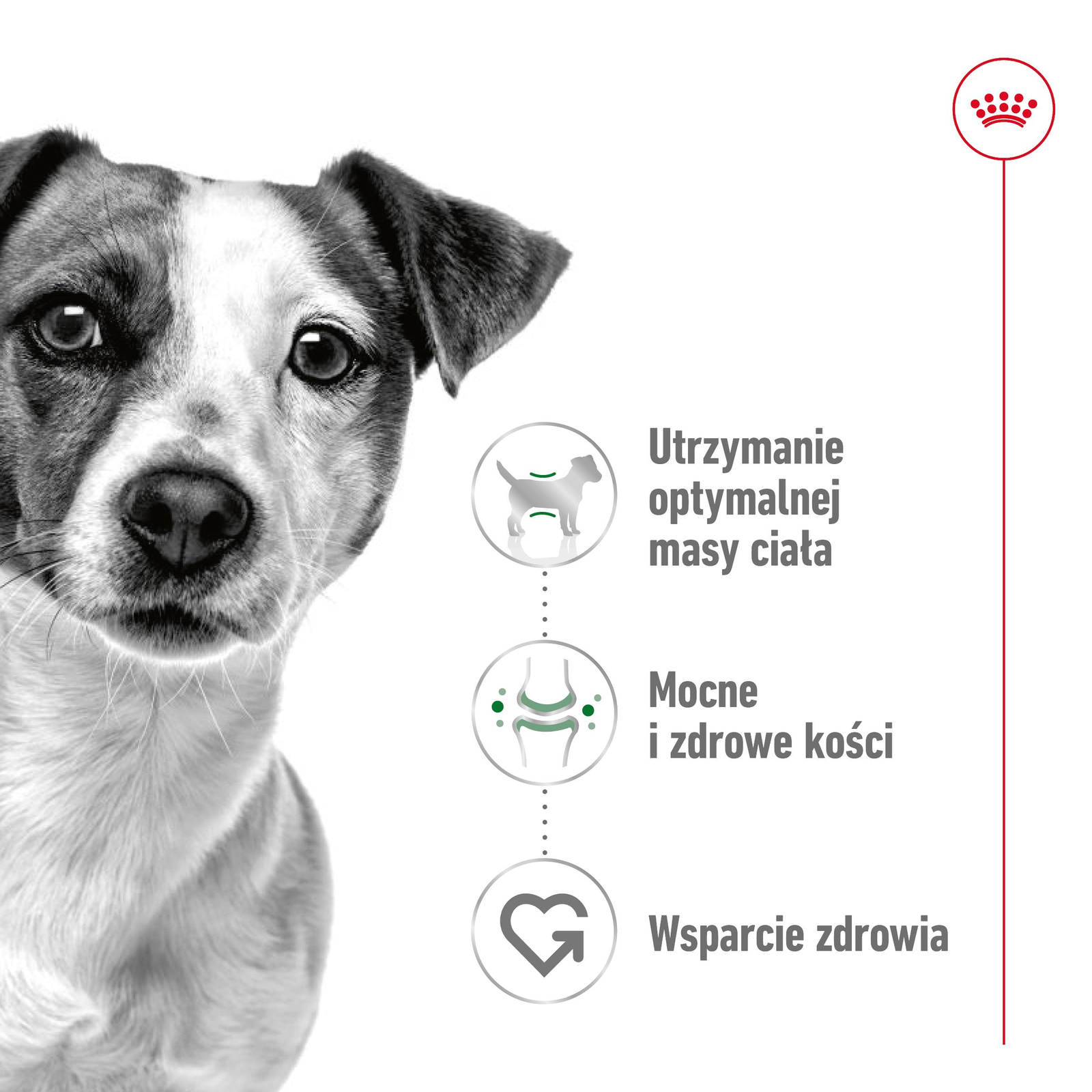 ROYAL CANIN Mini Adult 4kg