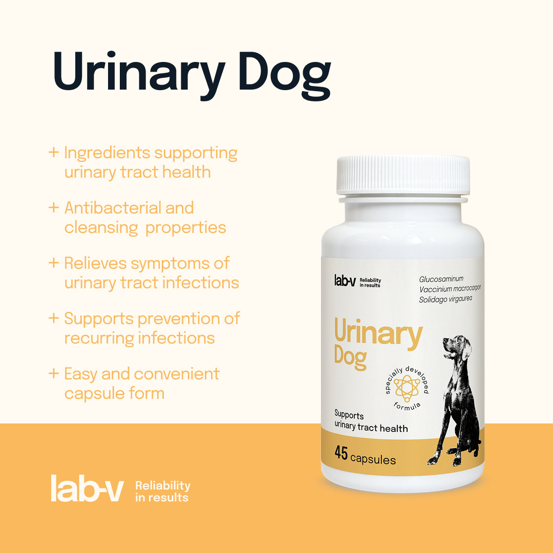 Lab-v Urinary Dog Wsparcie Przy Zakażeniu Dróg Moczowych U Psów 45 Kapsułek