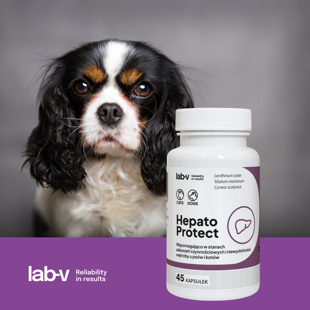 Lab-v Hepato Protect Wspomaganie Funkcji Wątroby Dla Psów I Kotów 45 Kapsułek