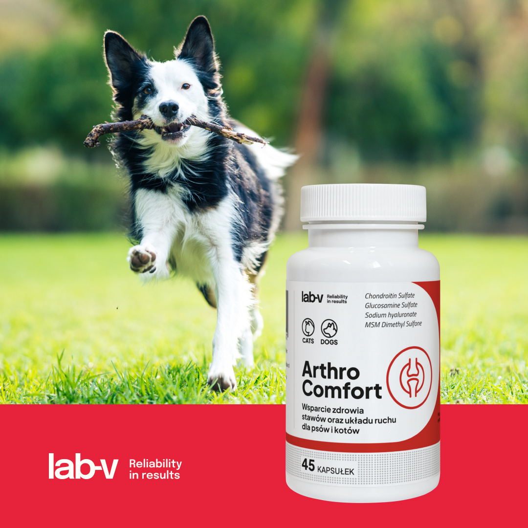 Lab-v Arthro Comfort Kompleksowe Wsparcie Zdrowia Stawów I Układu Ruchu Dla Psów I Kotów 45 Kapsułek