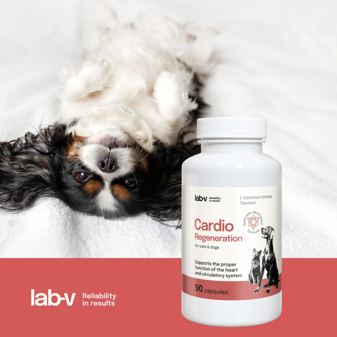 Lab-v Cardio Regeneration 90 kapsułek – wsparcie serca dla psów i kotów