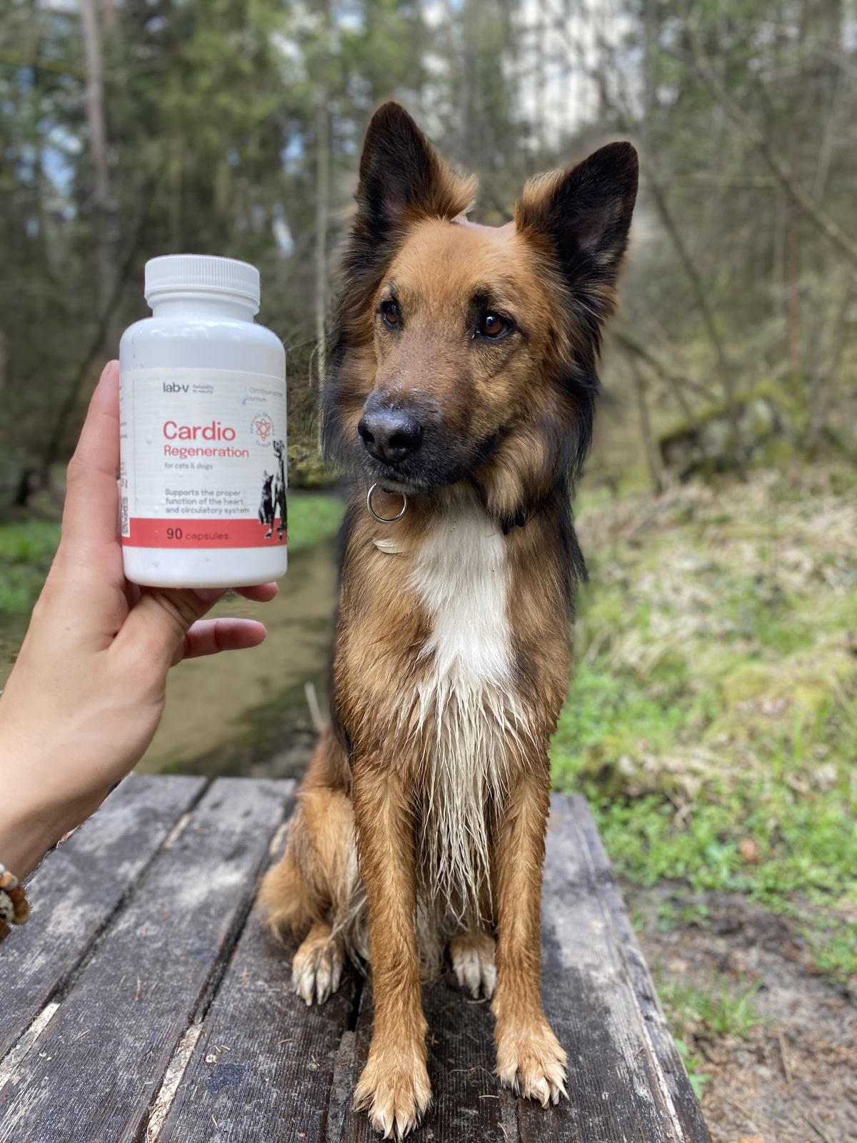 Lab-v Cardio Regeneration 90 kapsułek – wsparcie serca dla psów i kotów