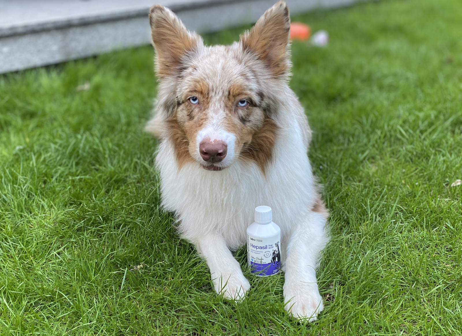 Lab-V Hepasil Dog & Cat Preparat Na Wątrobę Dla Psa I Kota 250ml