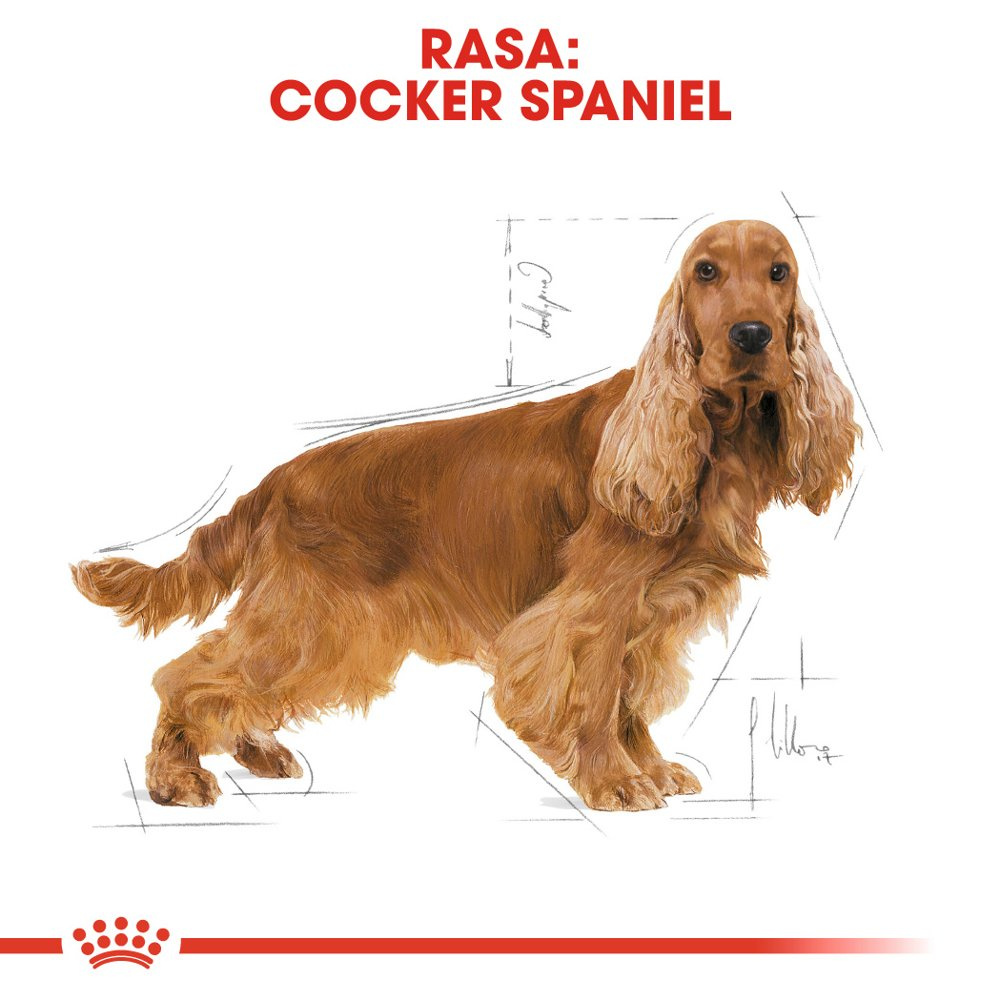 ROYAL CANIN Cocker Spaniel Adult 12kg