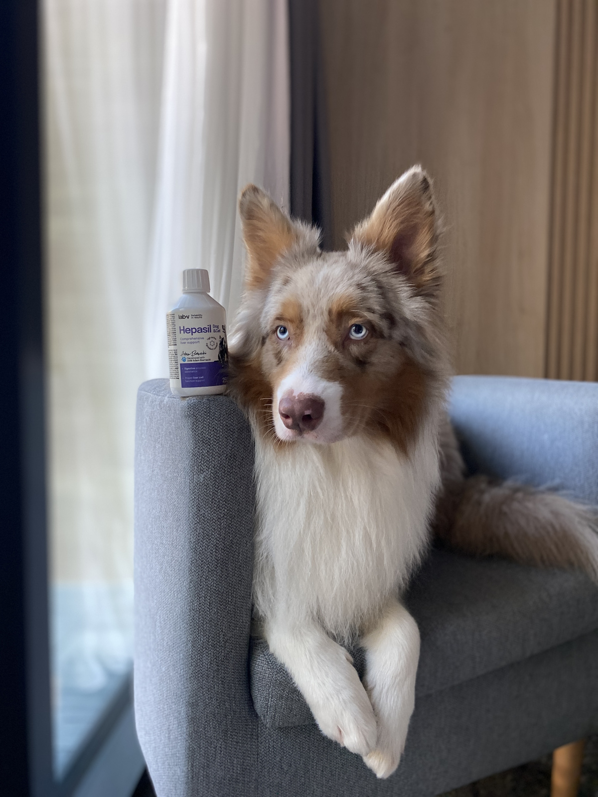 Lab-V Hepasil Dog & Cat Preparat Na Wątrobę Dla Psa I Kota 250ml
