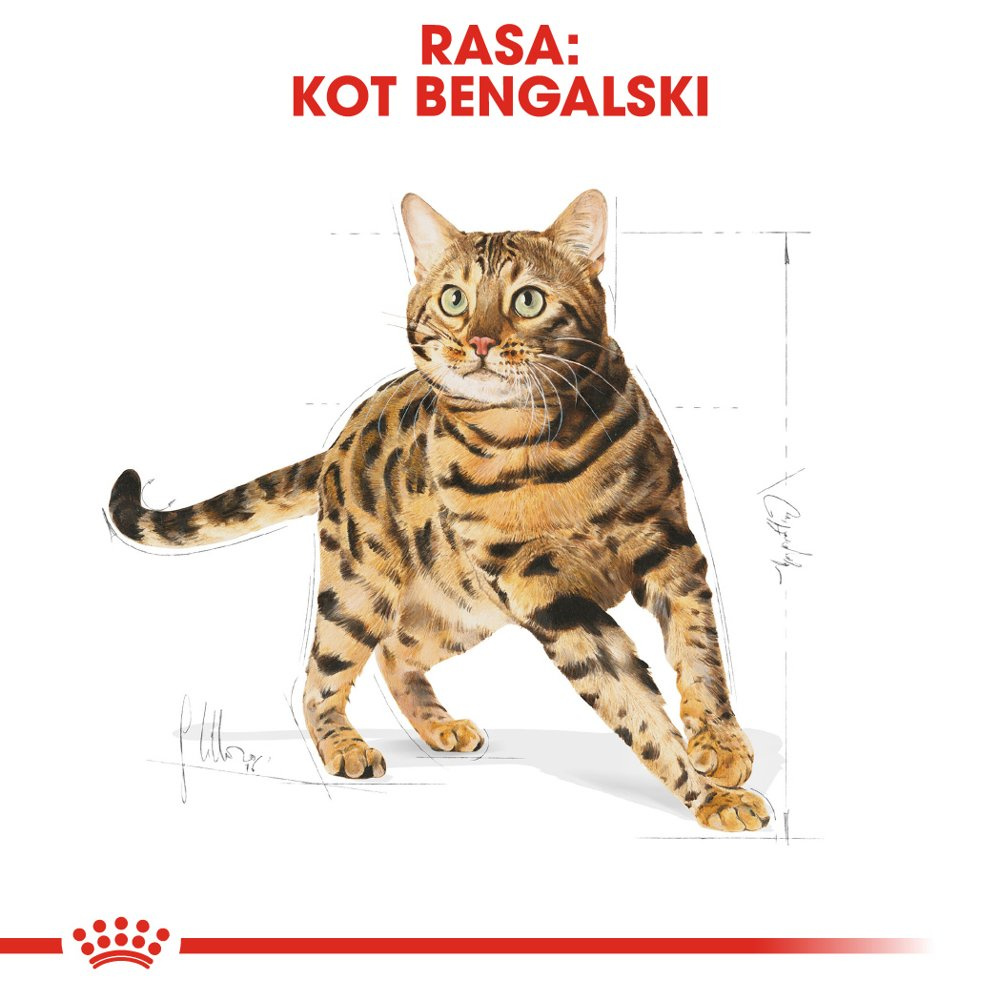ROYAL CANIN Bengal Adult 10kg