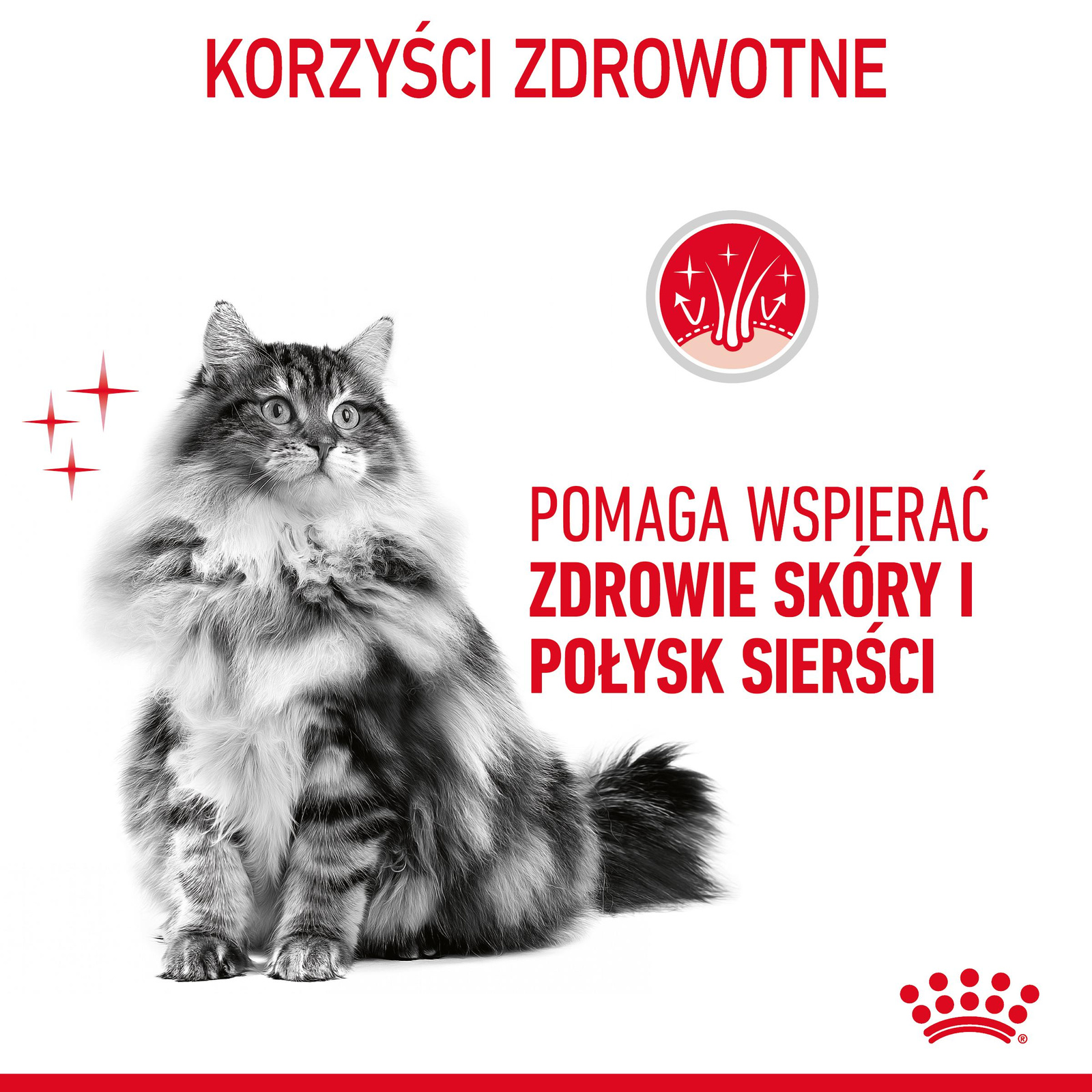 ROYAL CANIN Intense Beauty Gravy 12x85g