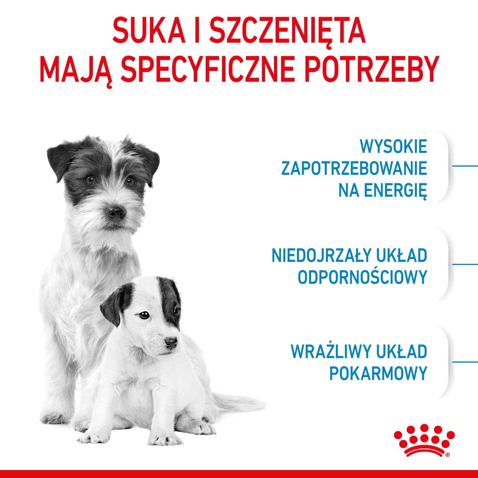 ROYAL CANIN Mini Starter Mother & Babydog 8kg