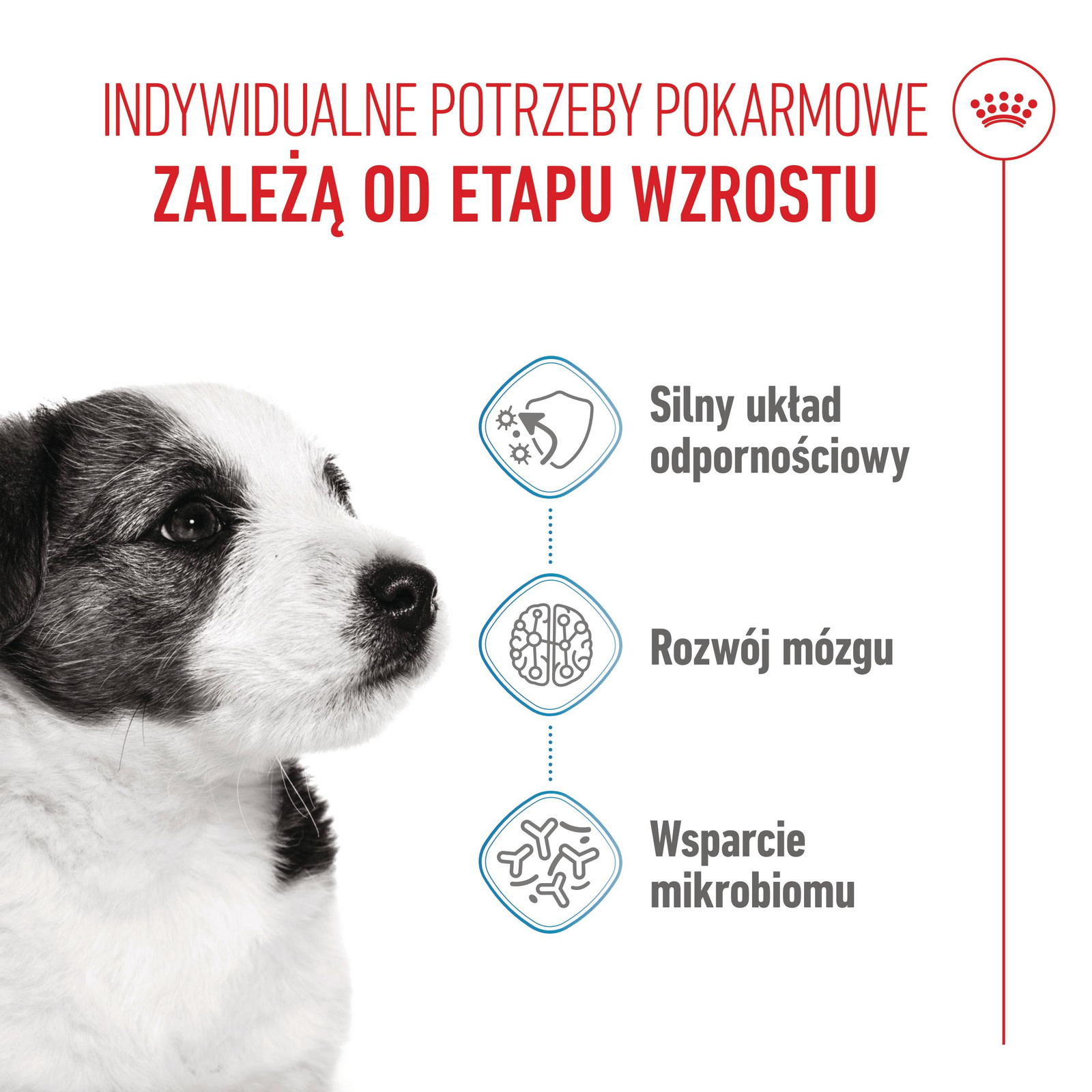 ROYAL CANIN Mini Puppy 800g