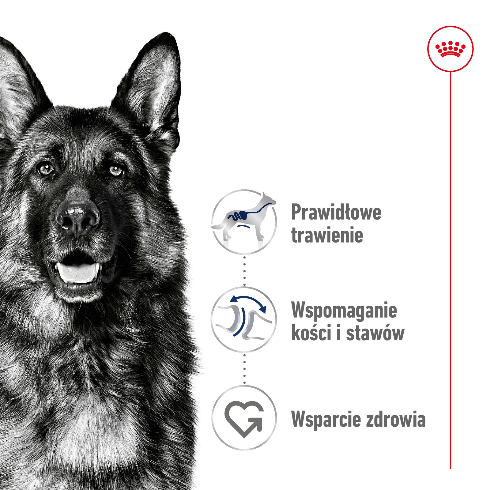ROYAL CANIN Maxi Adult 15kg